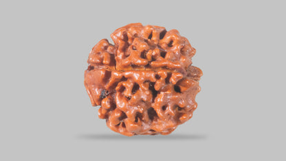 4 MUKHI RUDRAKSHA (17.15 mm) / 11.44 Ratti