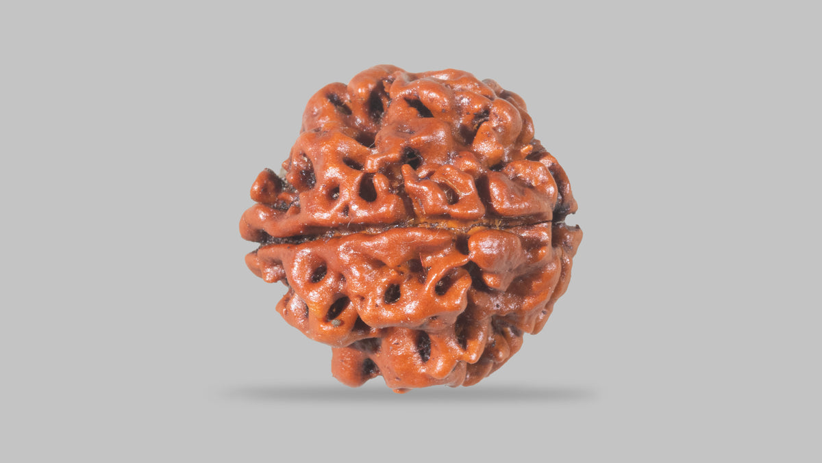 4 MUKHI RUDRAKSHA (19.30 mm) / 15.46 Ratti