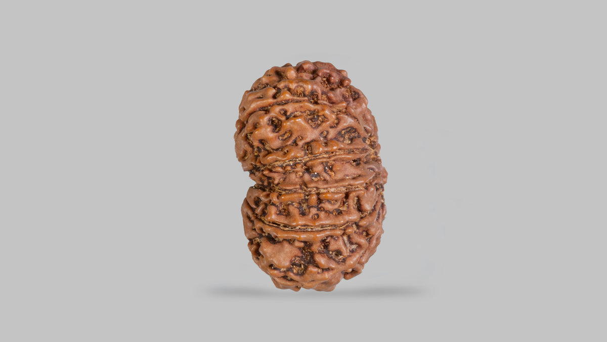 12 MUKHI RUDRAKSHA (25.45 mm)