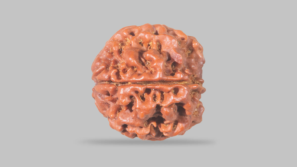 4 MUKHI RUDRAKSHA (20.30 mm) / 19.14 Ratti