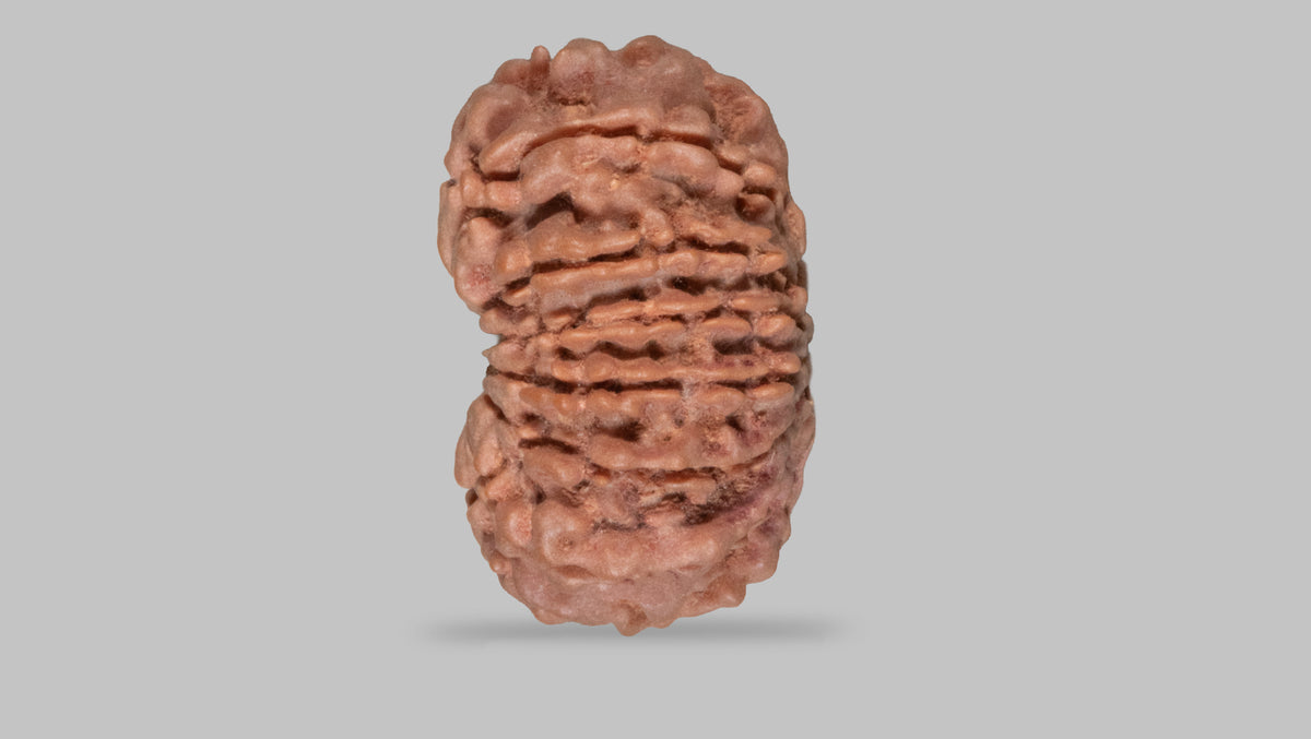 13 MUKHI RUDRAKSHA (27.62 mm)