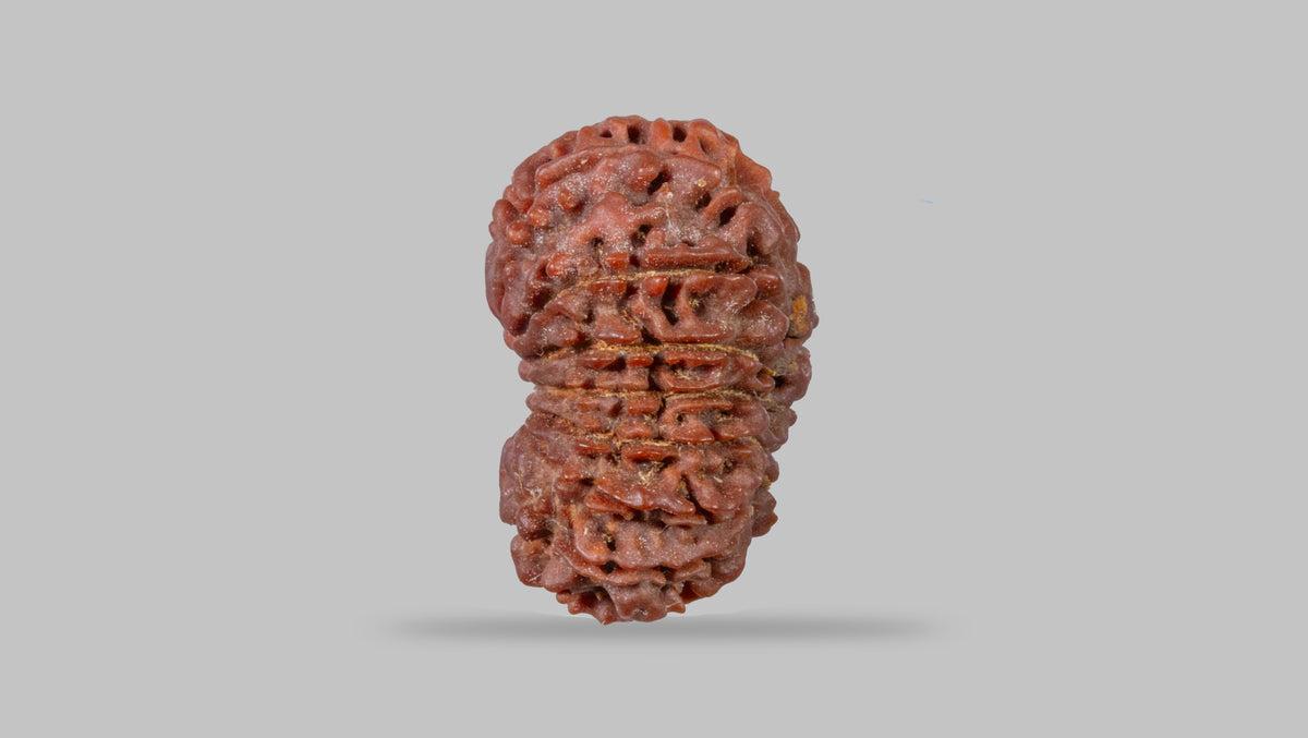 15 MUKHI RUDRAKSHA (25.37 mm)