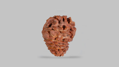 14 MUKHI RUDRAKSHA (19.48 mm)