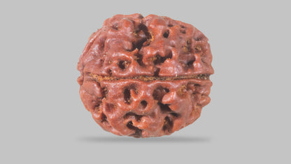 4 MUKHI RUDRAKSHA (18.25 mm) / 16.02 Ratti