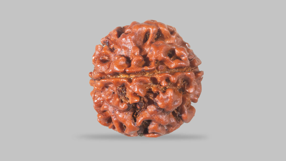 4 MUKHI RUDRAKSHA (18.92 mm) / 14.86 Ratti
