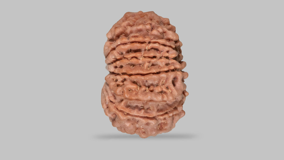 13 MUKHI RUDRAKSHA (27.85 mm)