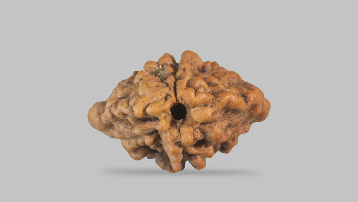 2 MUKHI RUDRAKSHA (28.71 mm) / 22.37 Ratti