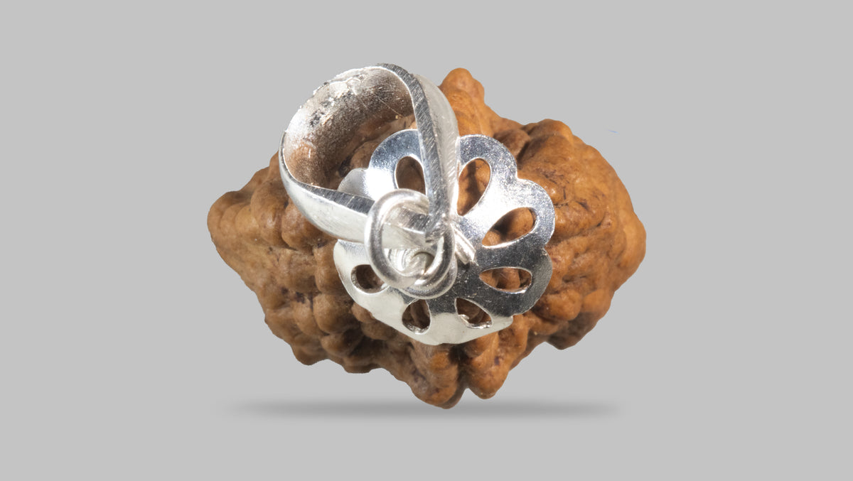 2 MUKHI RUDRAKSHA (26.58 mm) / 18.84 Ratti