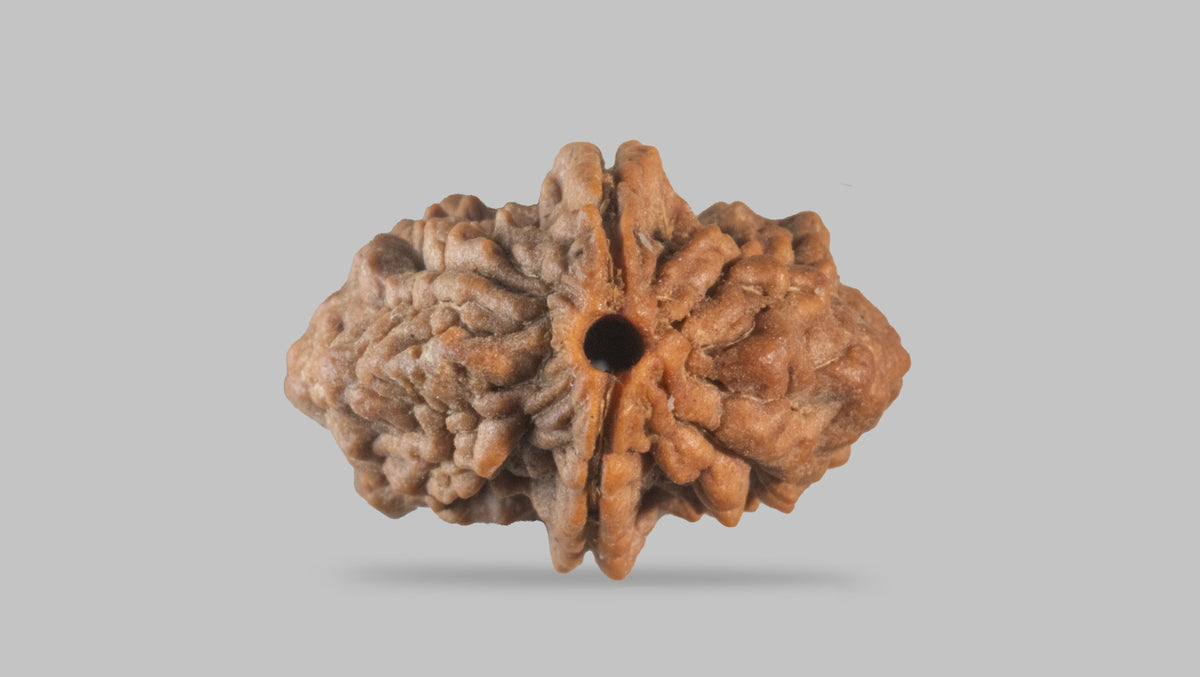 2 MUKHI RUDRAKSHA (33.30 mm) / 31.53 Ratti