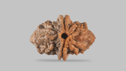 2 MUKHI RUDRAKSHA (33.30 mm) / 31.53 Ratti