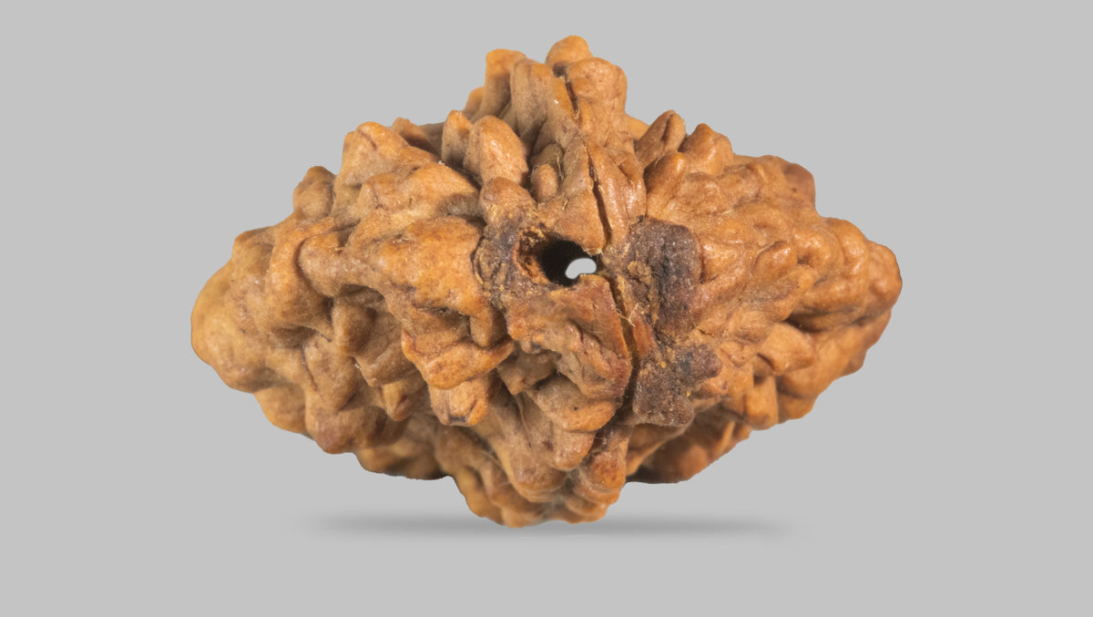 2 MUKHI RUDRAKSHA (35.11 mm) / 26.15 Ratti