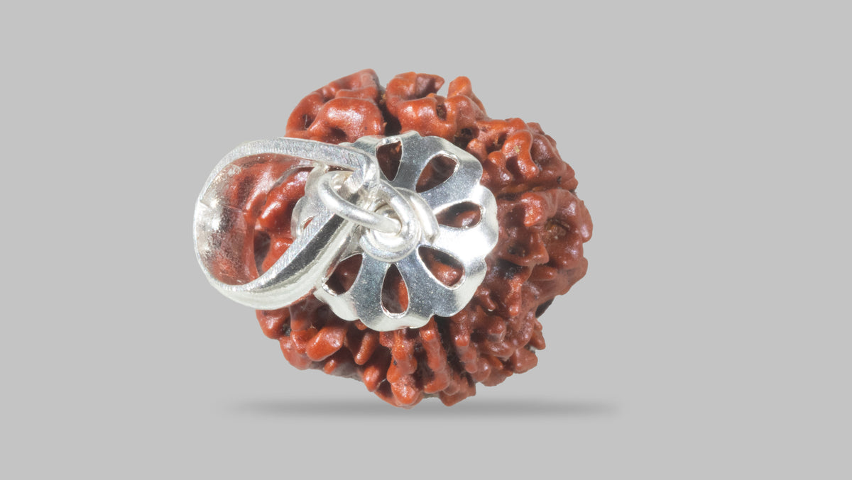 4 MUKHI RUDRAKSHA (18.85 mm) / 15.36 Ratti