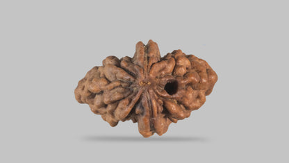 2 MUKHI RUDRAKSHA (31.35 mm) / 22.91 Ratti