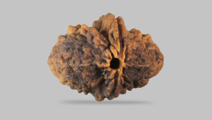2 MUKHI RUDRAKSHA (29.65 mm) / 19.83 Ratti